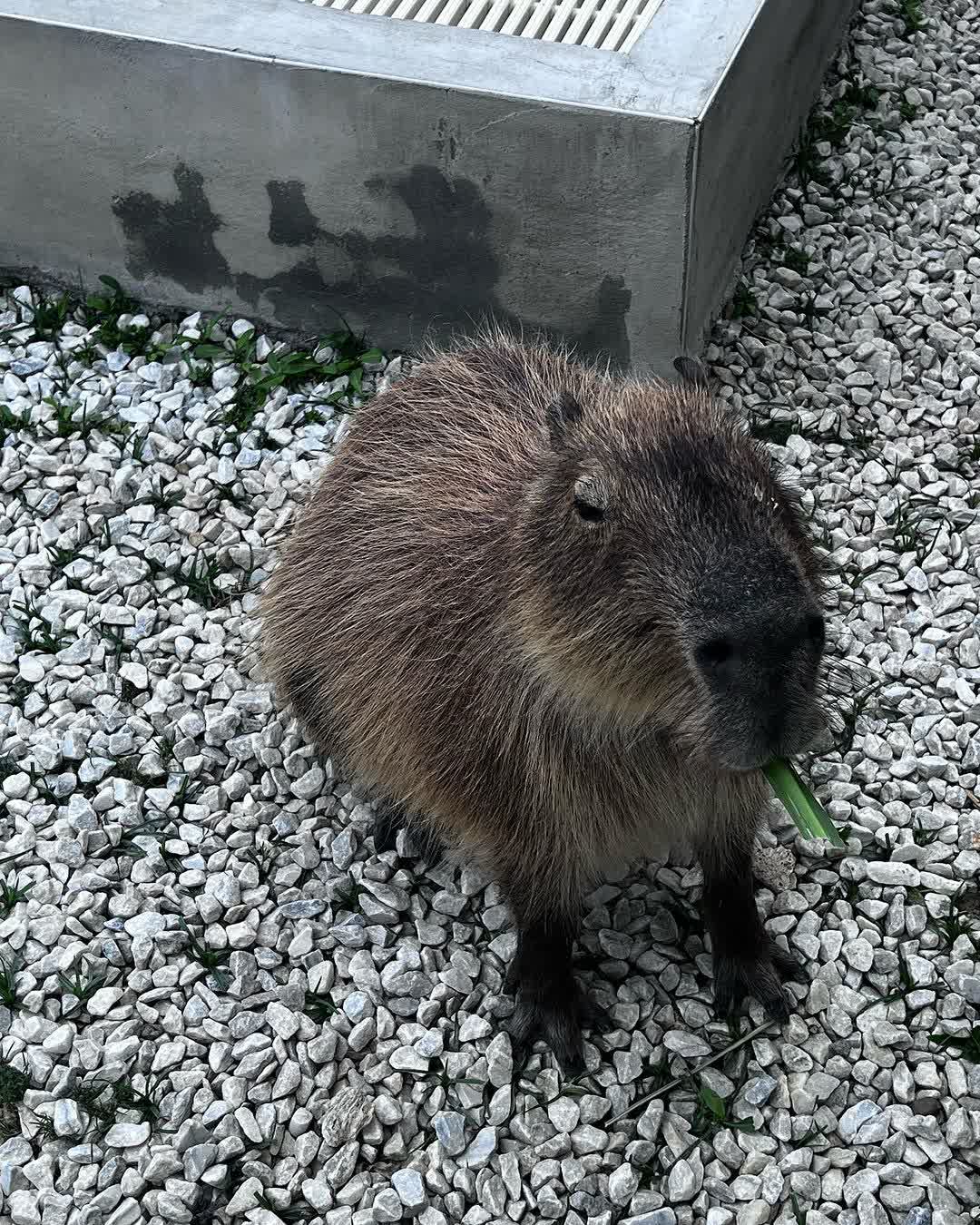 墾丁鹿ㄦ島水豚生態園區 | 去趣 chicTrip