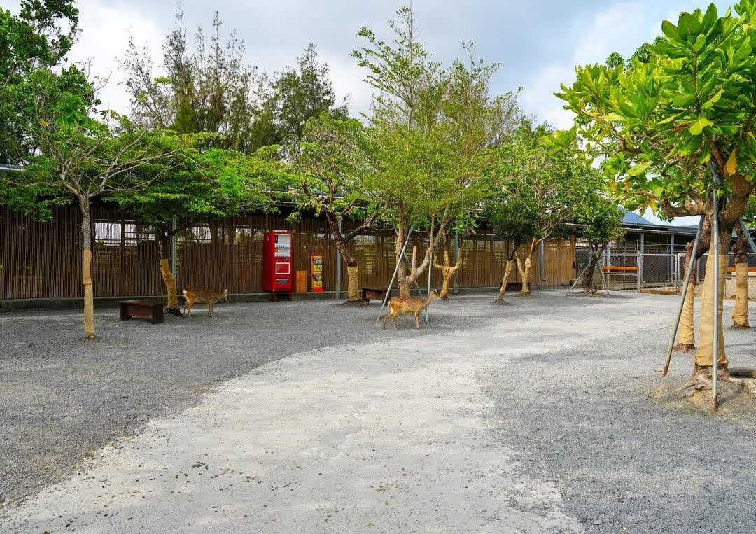 鹿境梅花鹿生態園區丨門票消費最高折抵140丨梅花鹿、水豚互動餵食丨室內親子DIY區丨親子遊戲區丨甜鹹輕食霜淇淋供應丨超可愛獨家紀念品丨奶茶、咖啡好喝 | 去趣 chicTrip