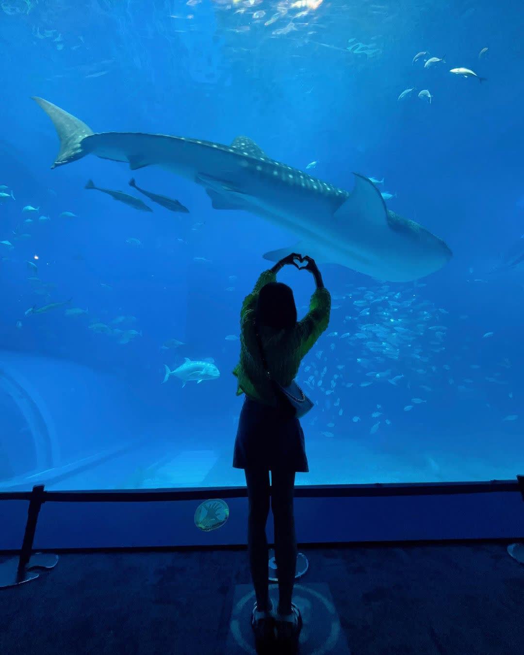 沖繩美麗海水族館 | 去趣 chicTrip