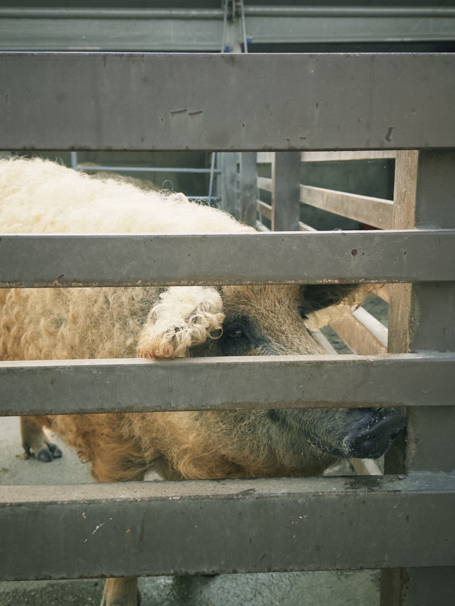 三隻小豬觀光農場 | 去趣 chicTrip