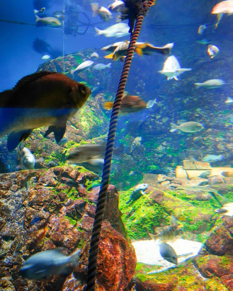 海遊館 | 去趣 chicTrip