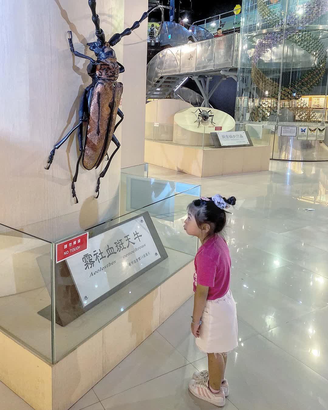 嘉大昆蟲館 | 去趣 chicTrip