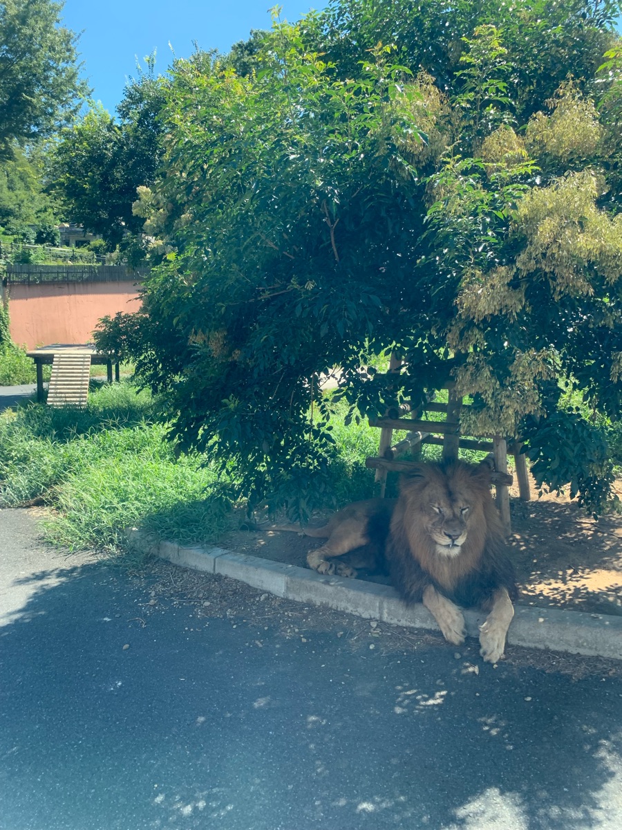 多摩動物公園 | 去趣 chicTrip