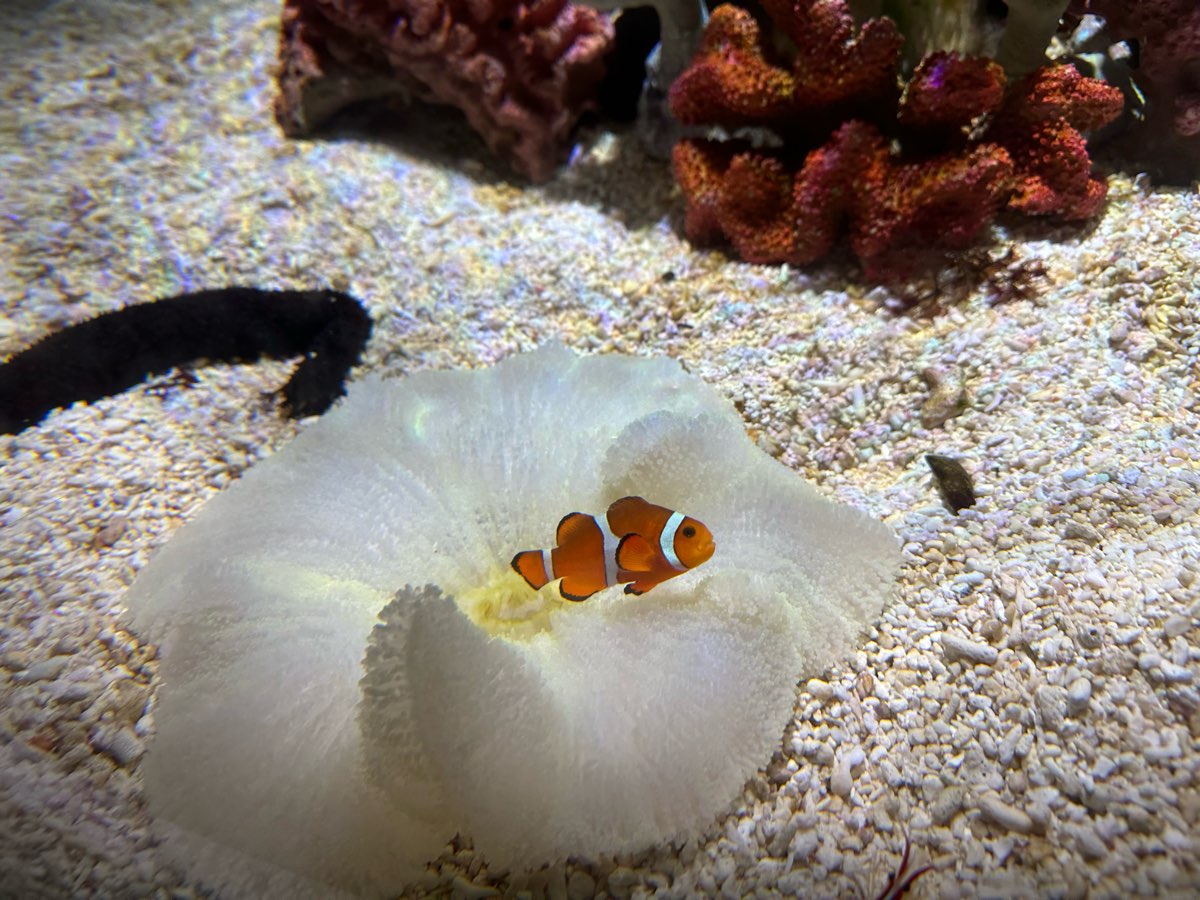 海遊館 | 去趣 chicTrip