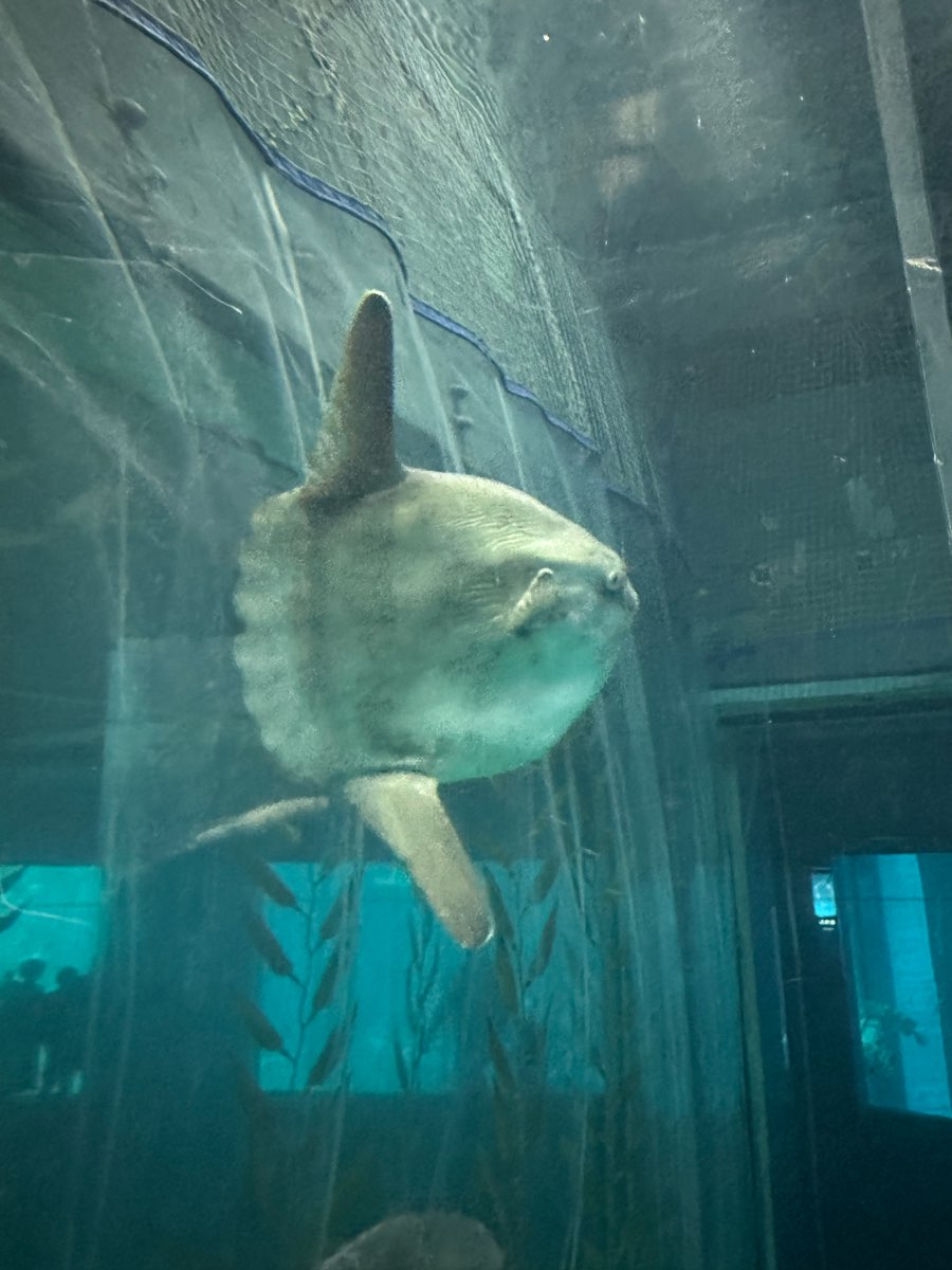 海遊館 | 去趣 chicTrip