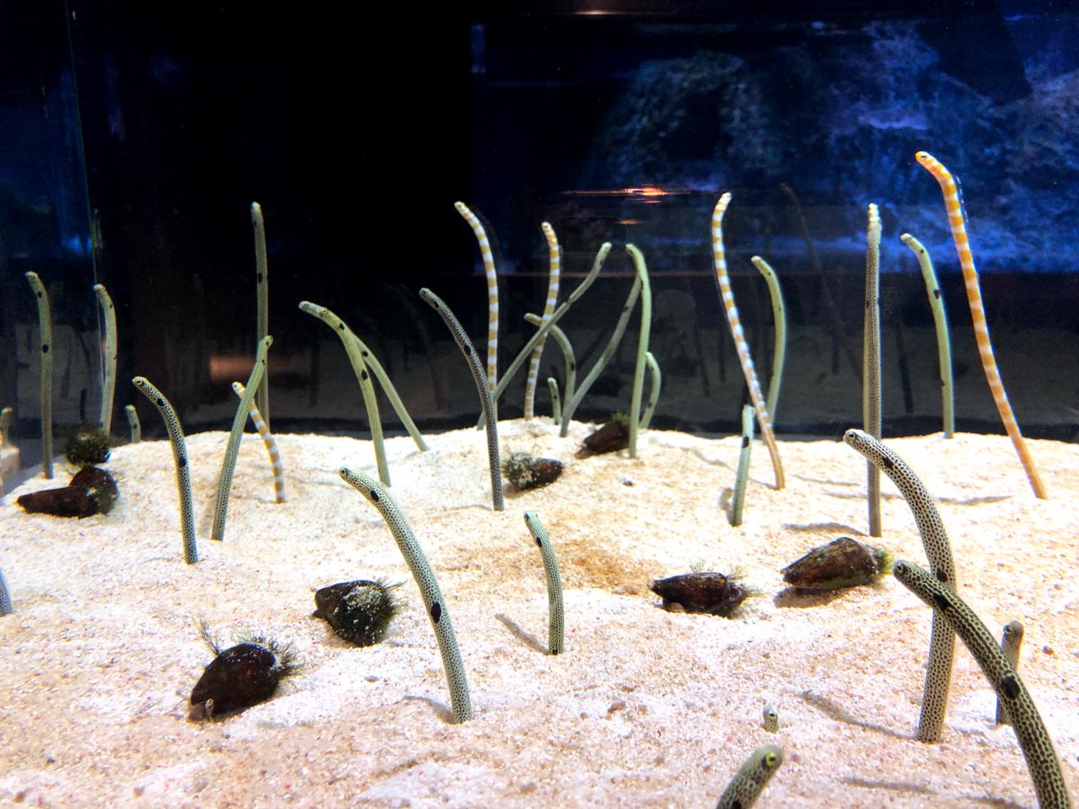 墨田水族館 | 去趣 chicTrip