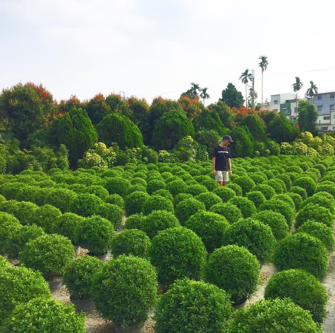 彰化田尾波波草 | 去趣 chicTrip