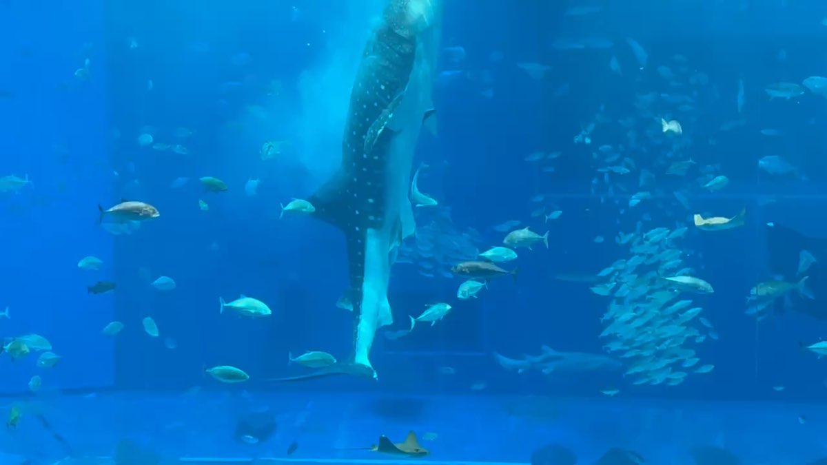 沖繩美麗海水族館 | 去趣 chicTrip