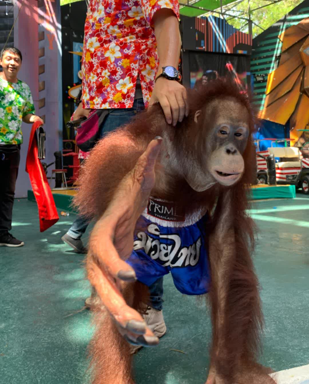 曼谷Safari World野生動物園 | 去趣 chicTrip