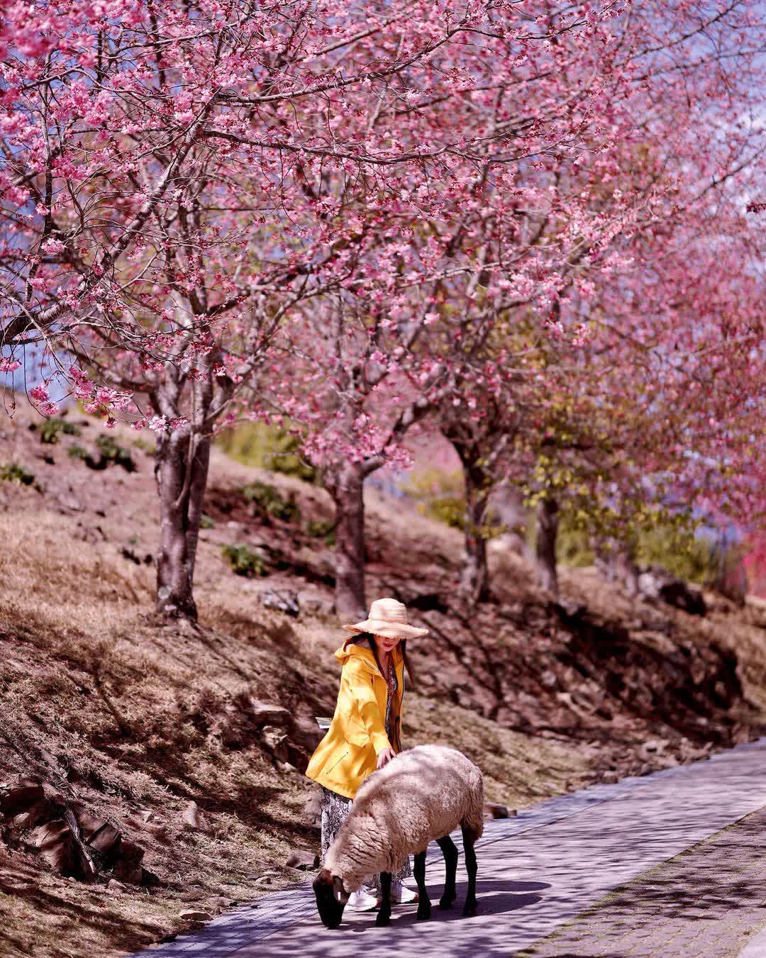 清境農場綿羊秀 | 去趣 chicTrip