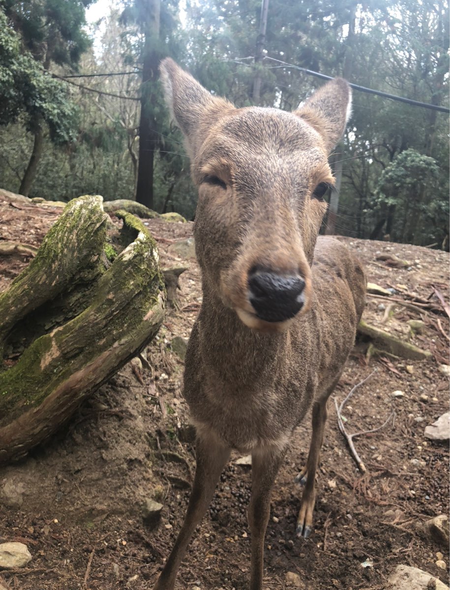 奈良公園 | 去趣 chicTrip