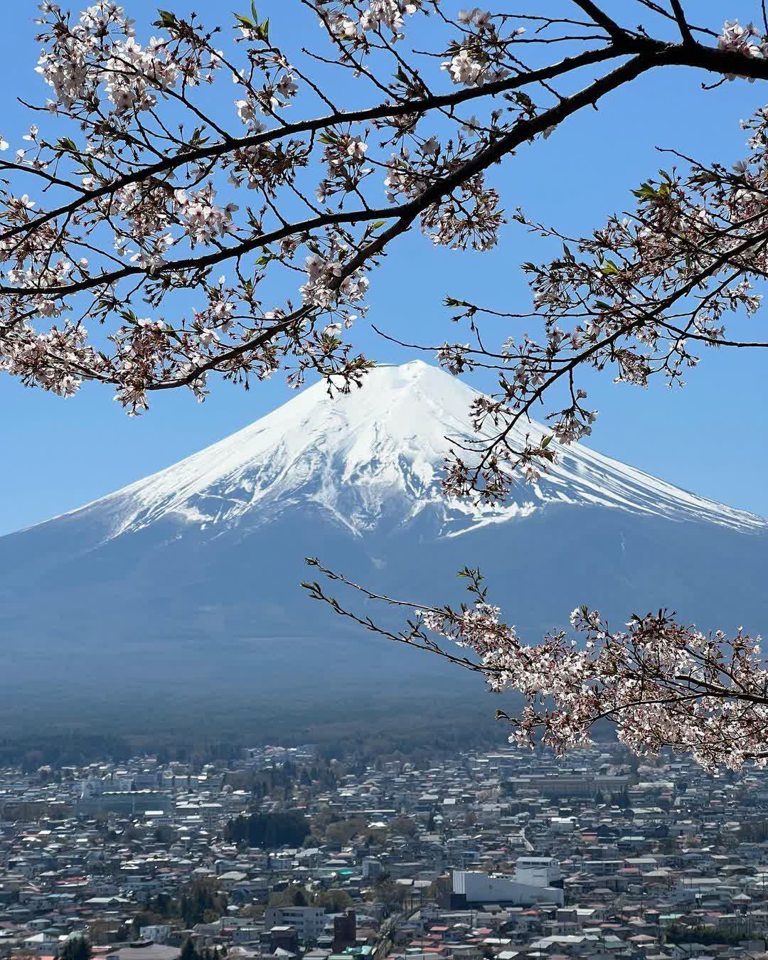 新倉山淺間公園 | 去趣 chicTrip
