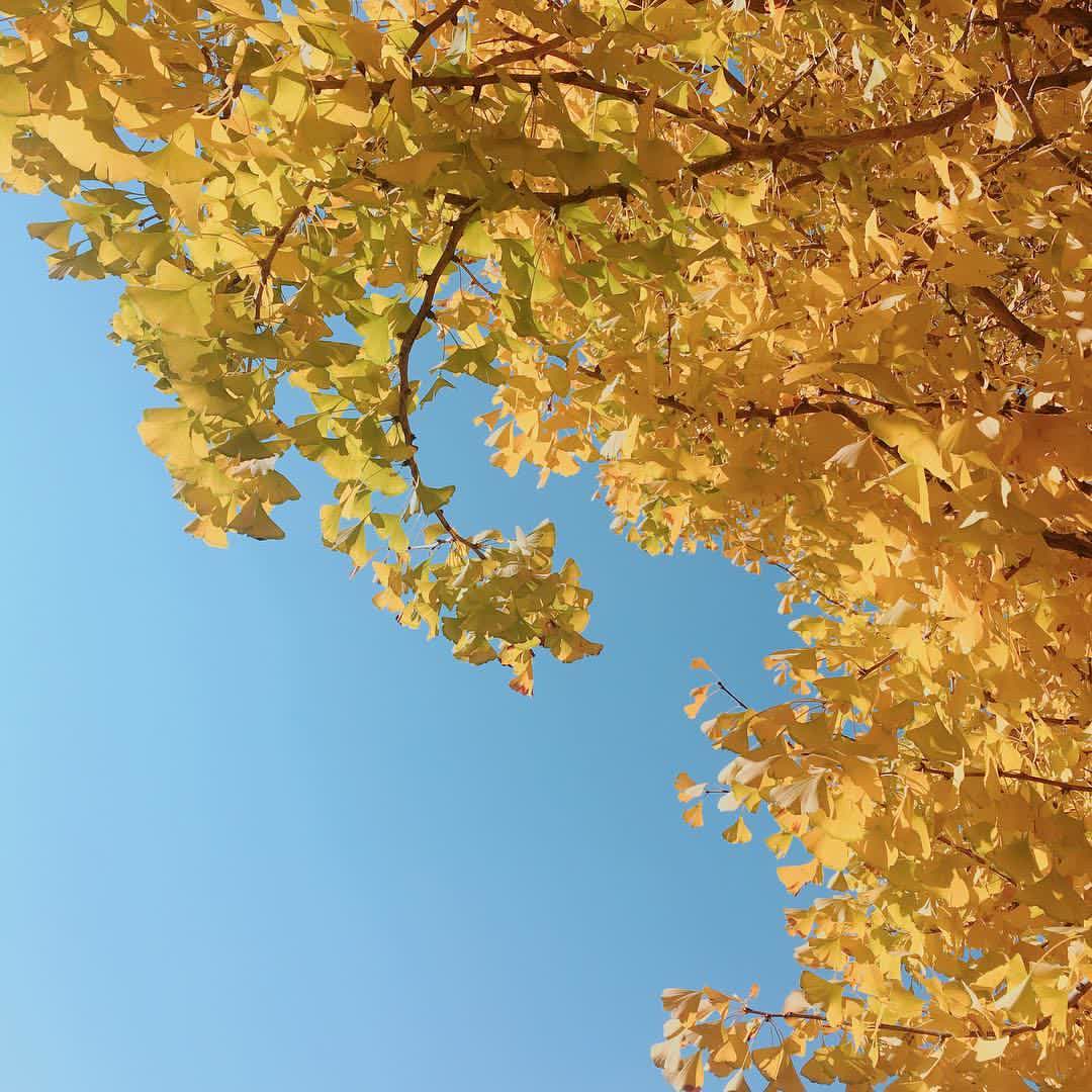 昭和紀念公園 | 去趣 chicTrip