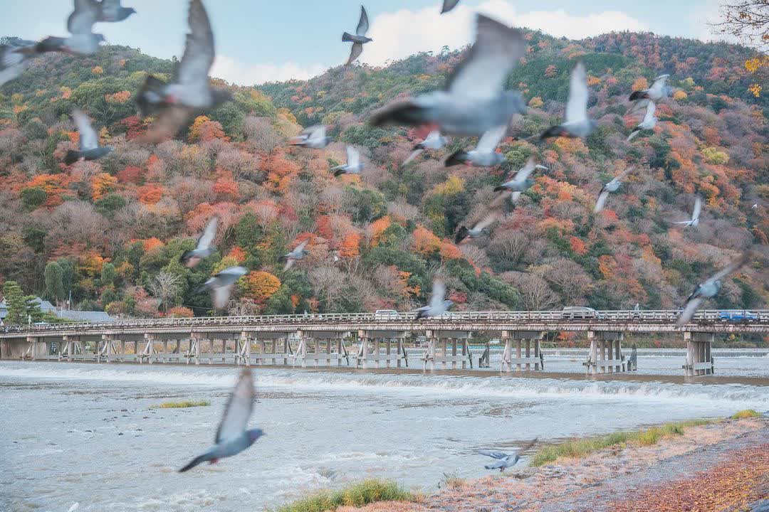 渡月橋 | 去趣 chicTrip