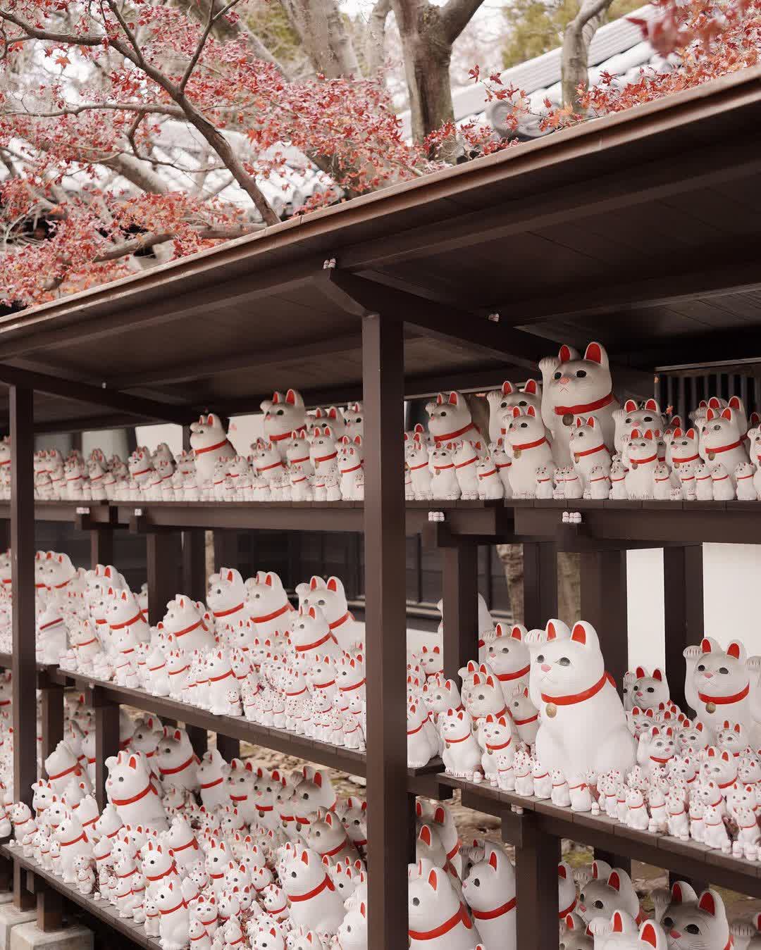 世田谷 豪德寺 | 去趣 chicTrip