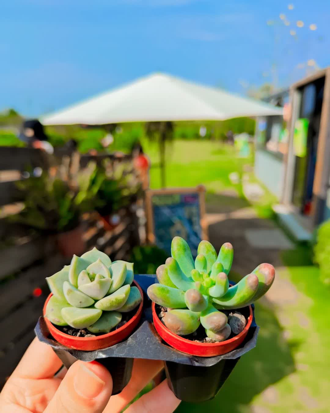 彰化田尾波波草 | 去趣 chicTrip