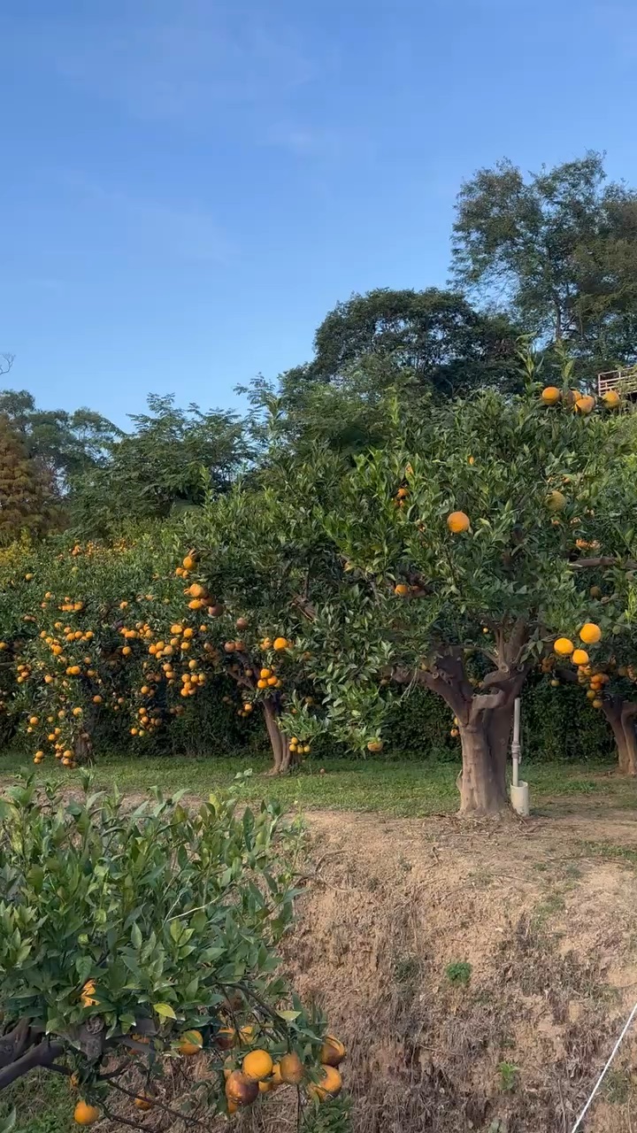 橙香森林 | 去趣 chicTrip