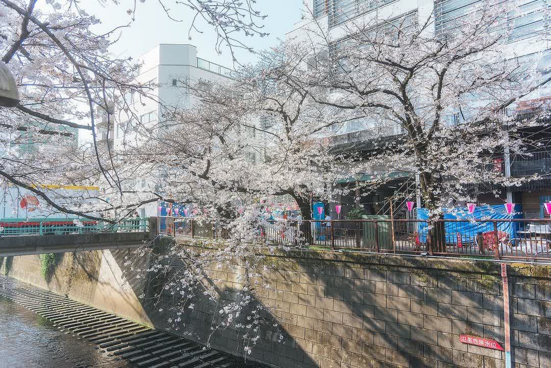 目黑川櫻花樹 | 去趣 chicTrip