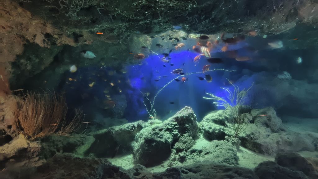 沖繩美麗海水族館 | 去趣 chicTrip