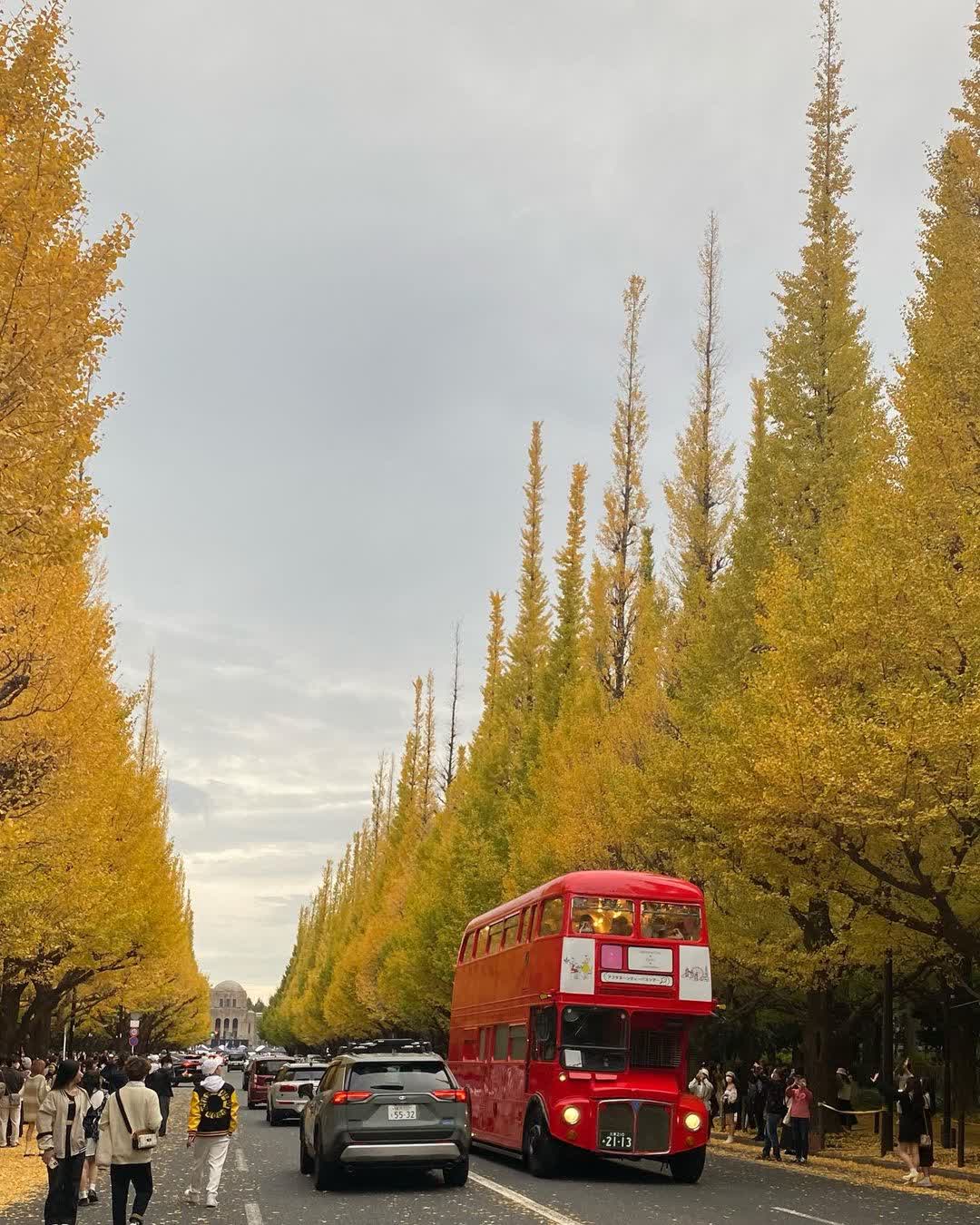 明治神宮外苑銀杏林 | 去趣 chicTrip
