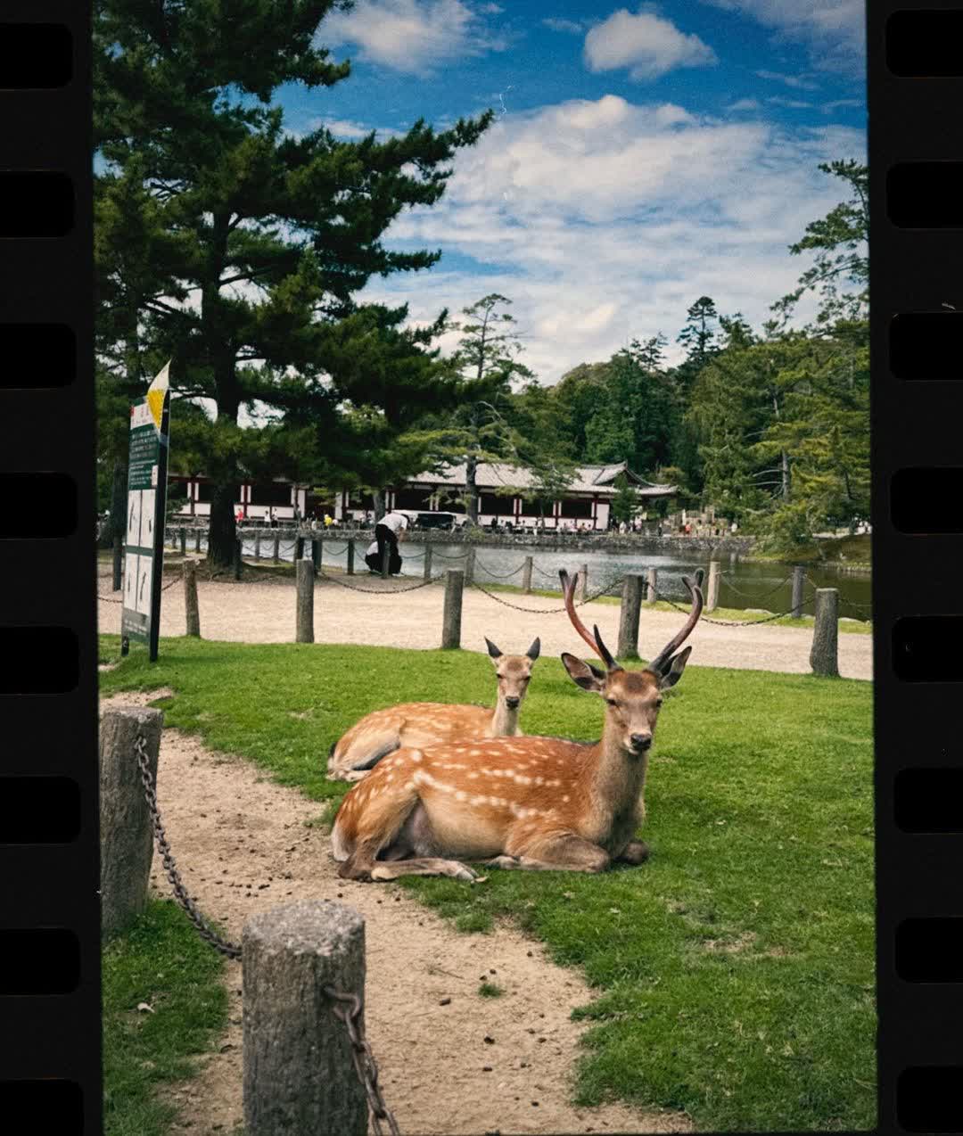 奈良公園 | 去趣 chicTrip