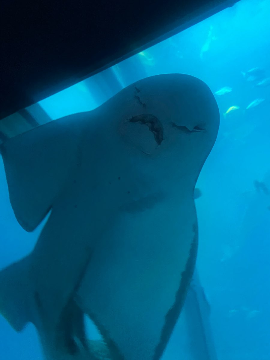 海遊館 | 去趣 chicTrip