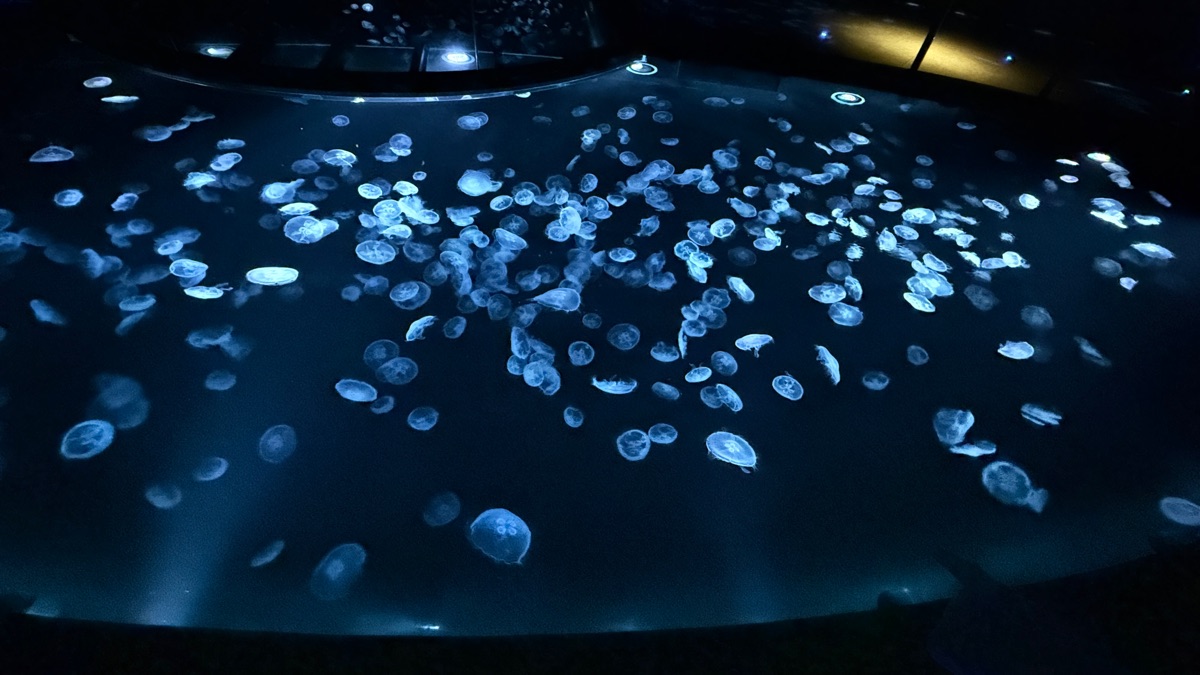 墨田水族館 | 去趣 chicTrip