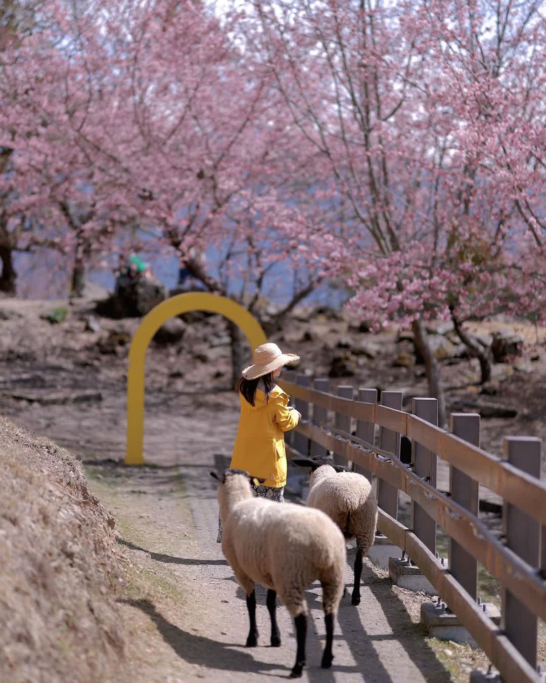 清境農場綿羊秀 | 去趣 chicTrip