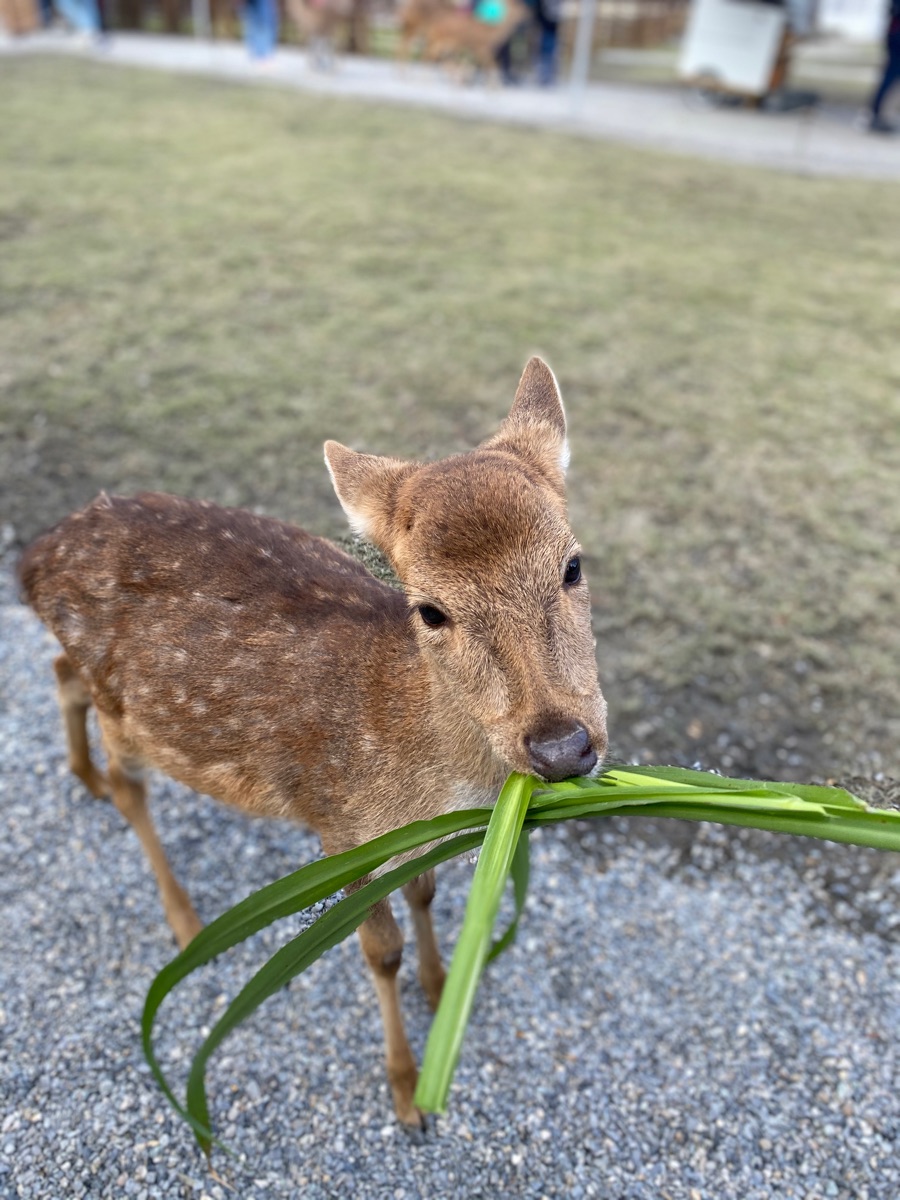 宜蘭-斑比山丘 | 去趣 chicTrip