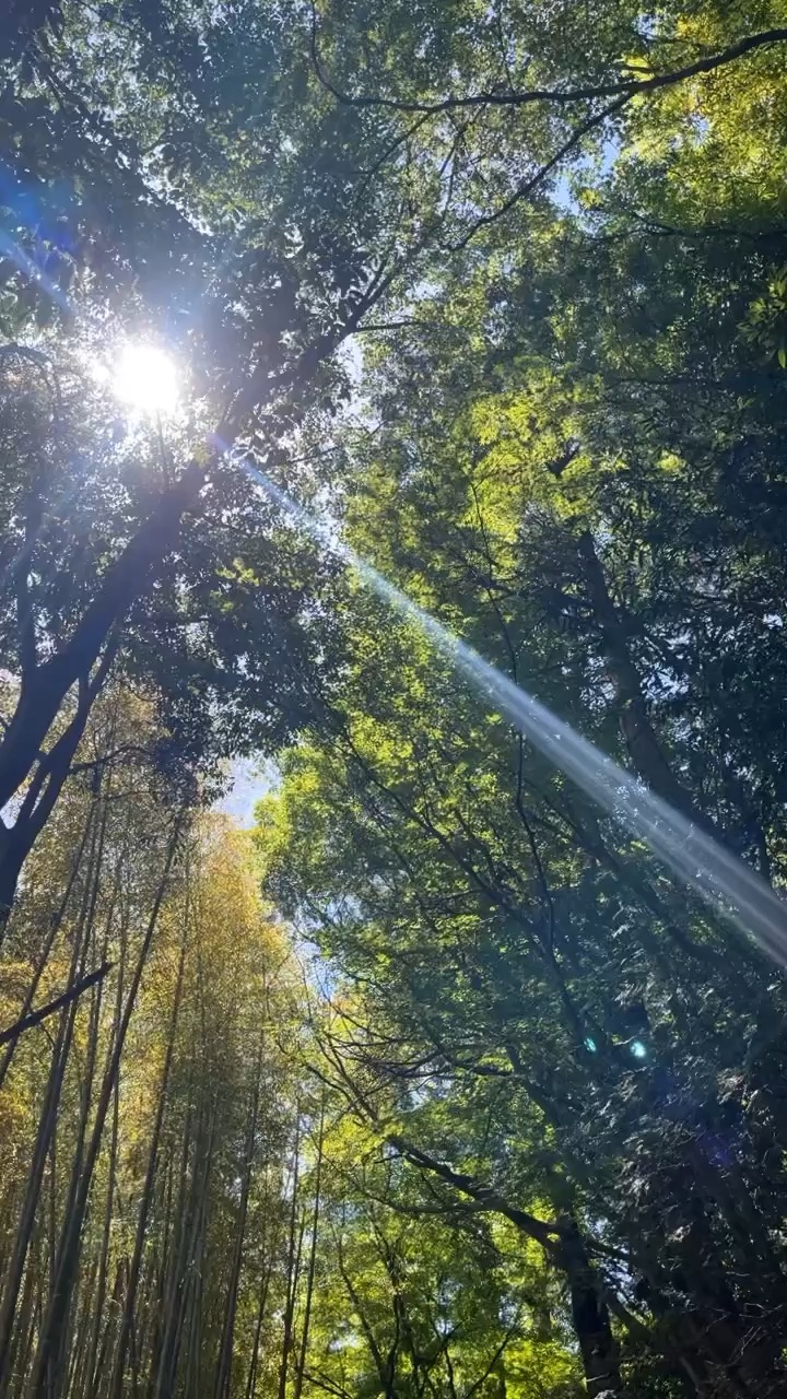 嵐山竹林小徑 | 去趣 chicTrip