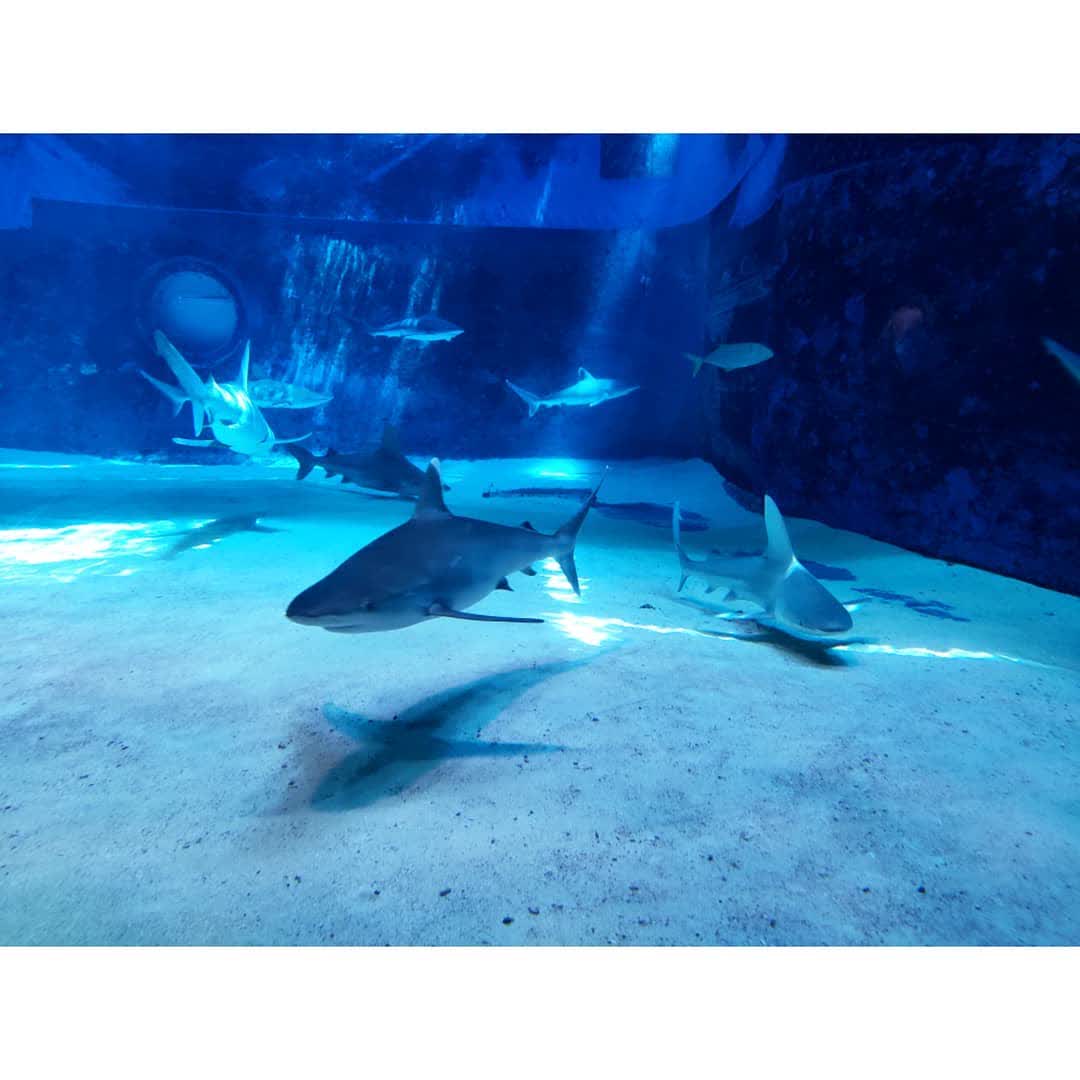 沖繩美麗海水族館 | 去趣 chicTrip