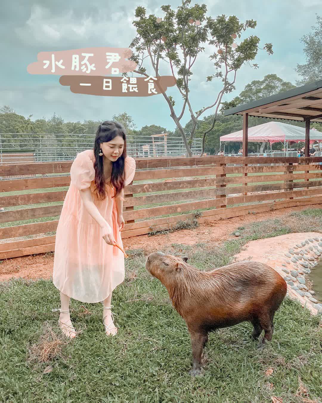 埔心牧場 | 去趣 chicTrip