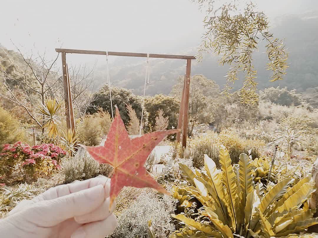 哈比丘茶樹森林 | 去趣 chicTrip