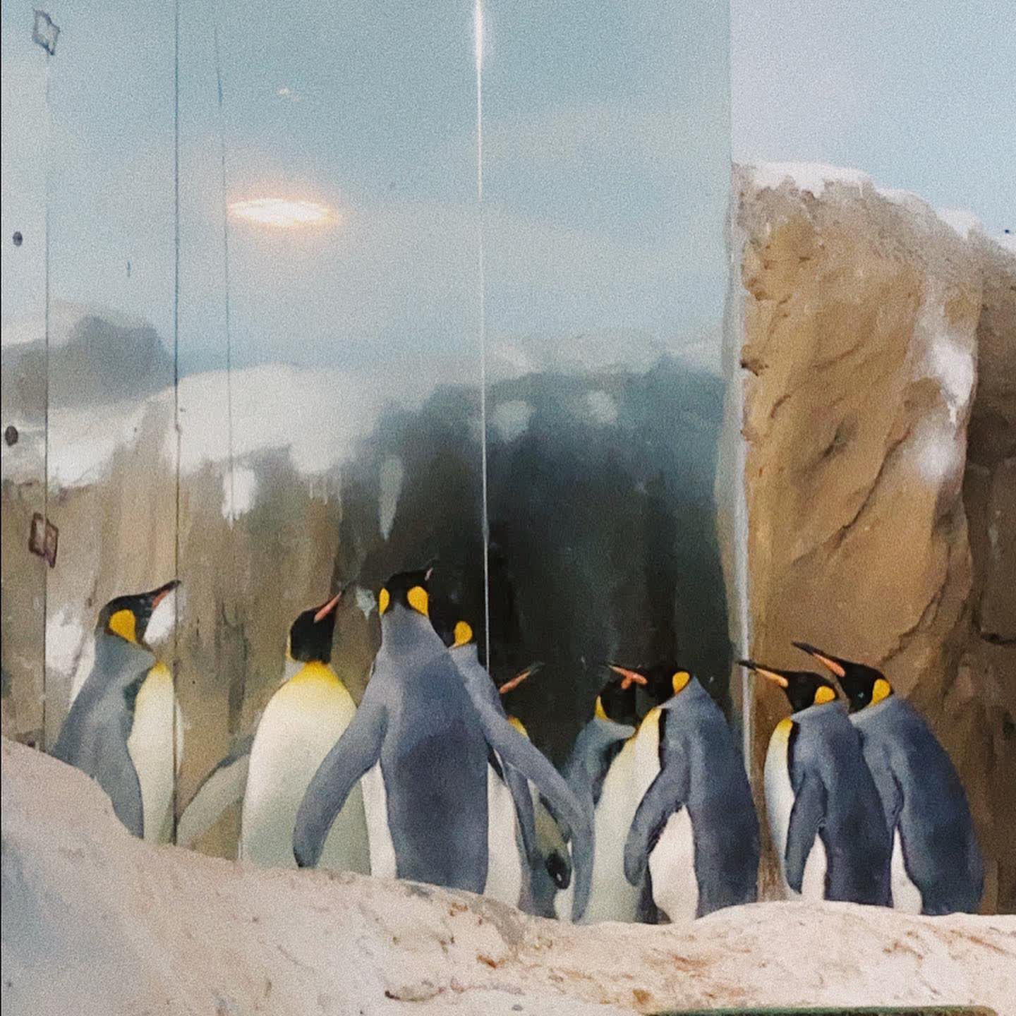 臺北市立動物園 | 去趣 chicTrip