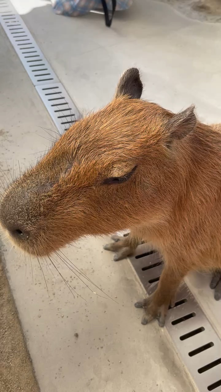 回巢農場 | 去趣 chicTrip