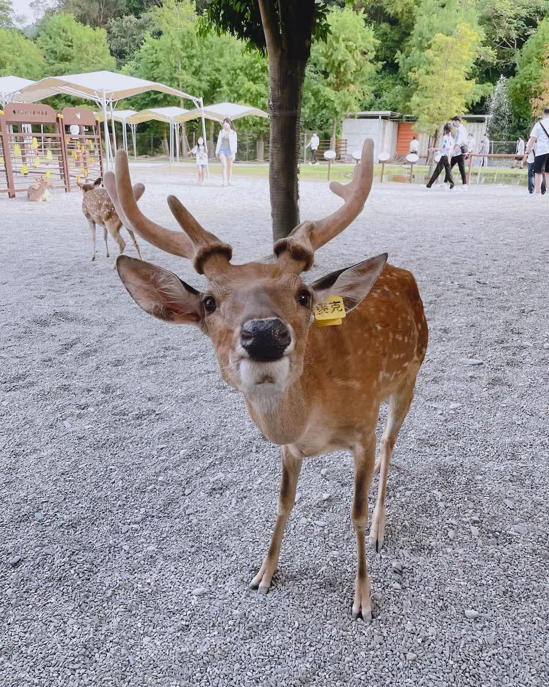 宜蘭-斑比山丘 | 去趣 chicTrip