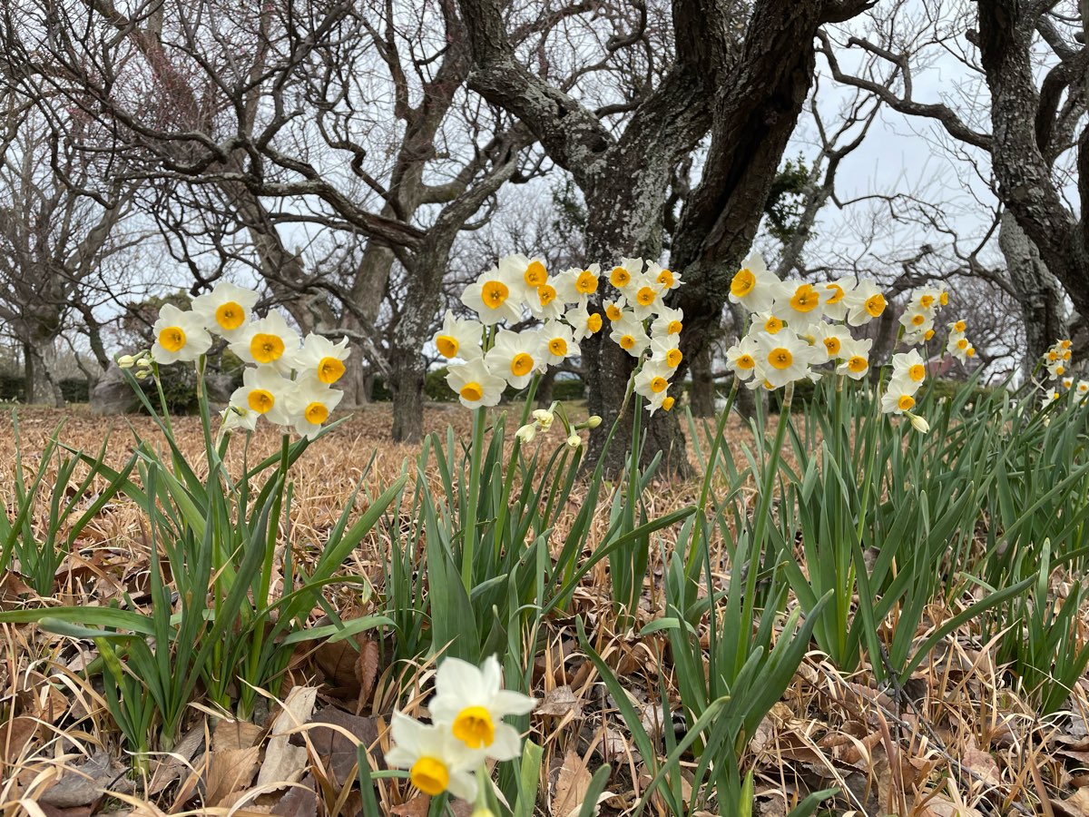 舞鶴公園 | 去趣 chicTrip