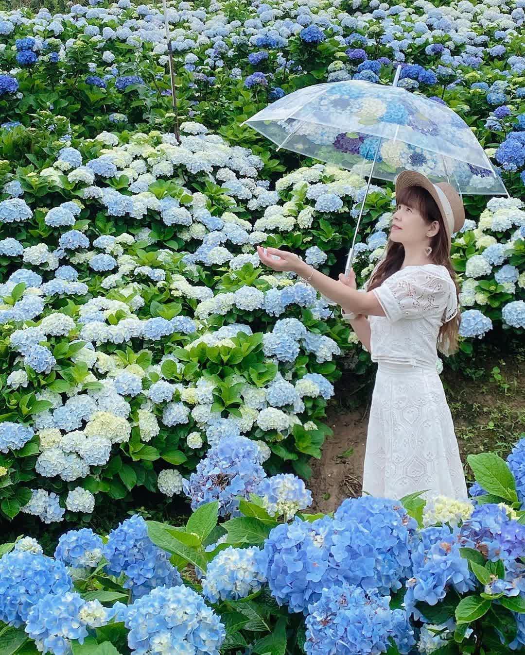 高家繡球花田-萬里第三園區2025年預計4月底開始至7月底 | 去趣 chicTrip