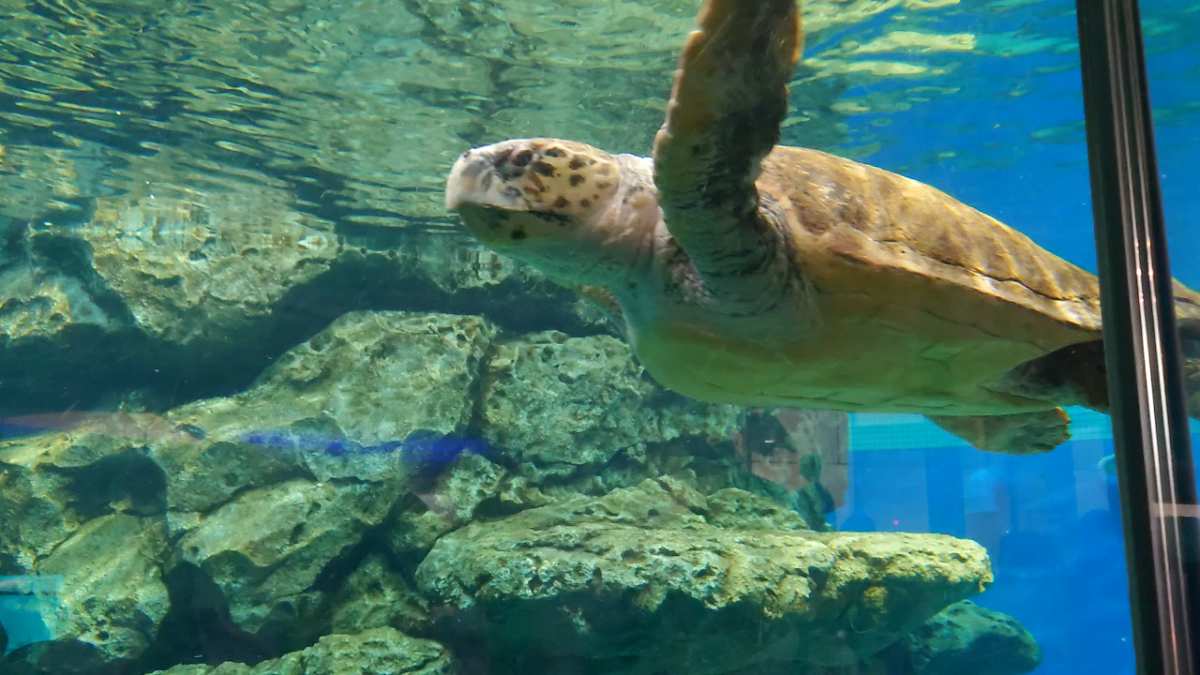 名古屋港水族館 | 去趣 chicTrip