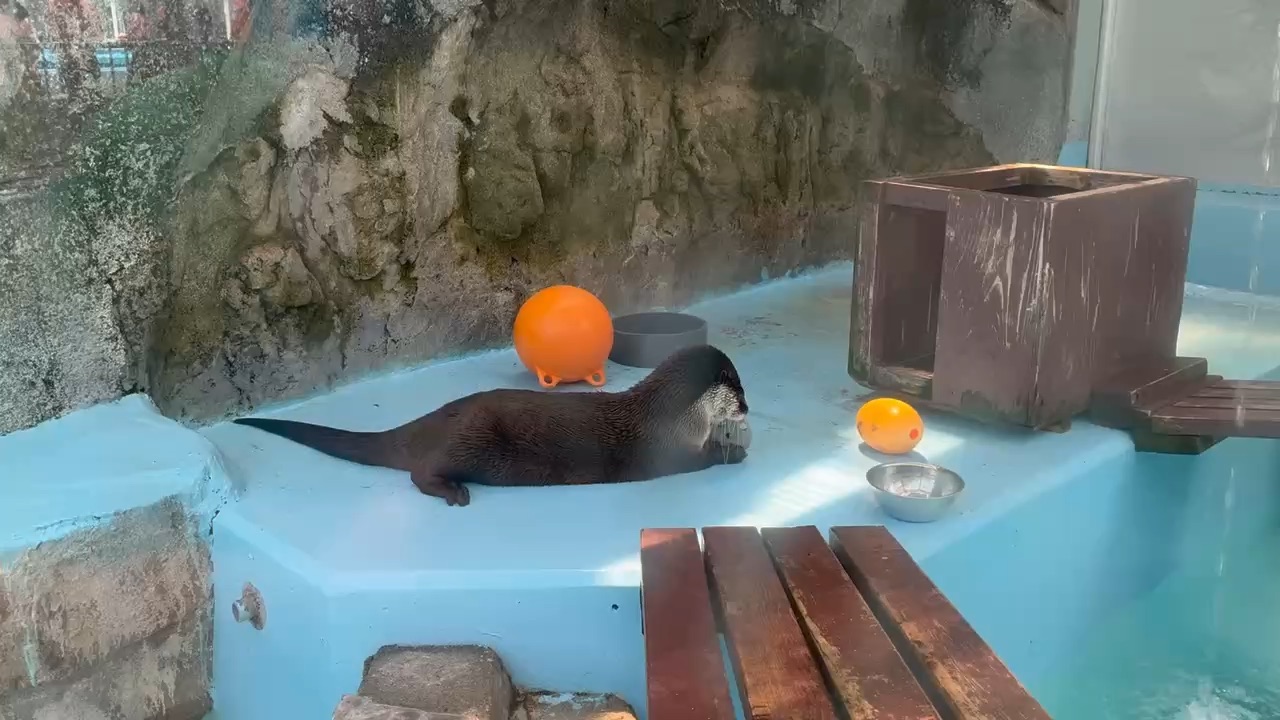 伊勢海洋樂園 | 去趣 chicTrip