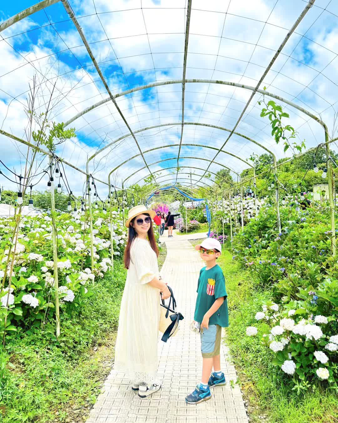 高家繡球花田-萬里第三園區2025年預計4月底開始至7月底 | 去趣 chicTrip