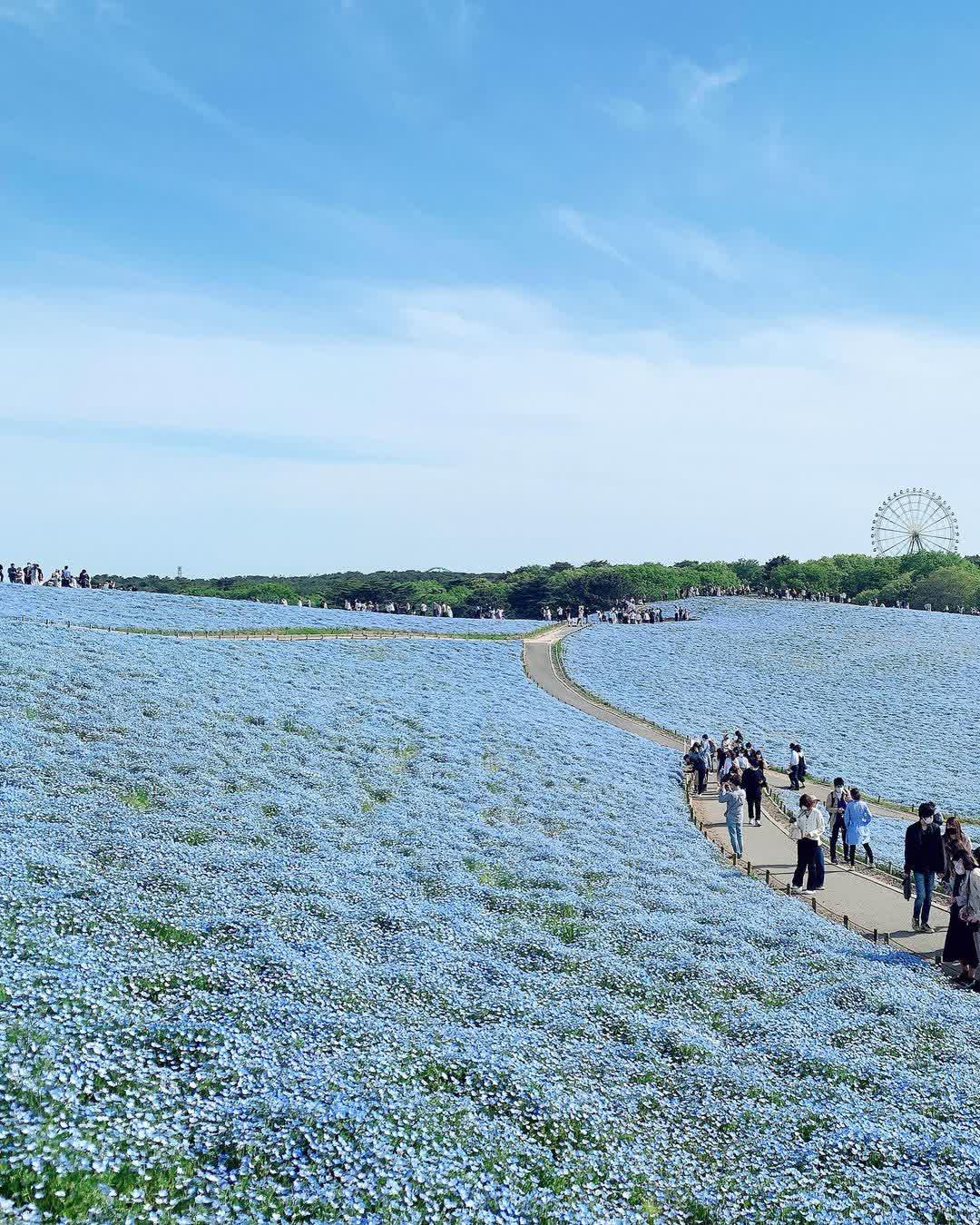 國營常陸海濱公園 | 去趣 chicTrip