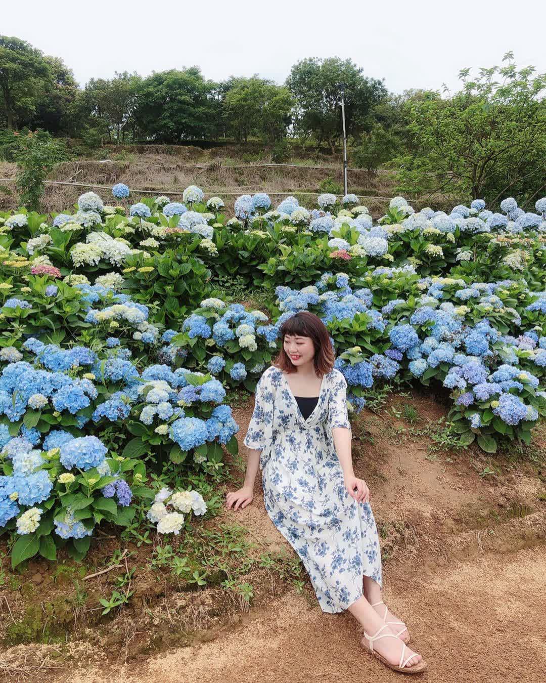 高家繡球花田-萬里第三園區2025年預計4月底開始至7月底 | 去趣 chicTrip