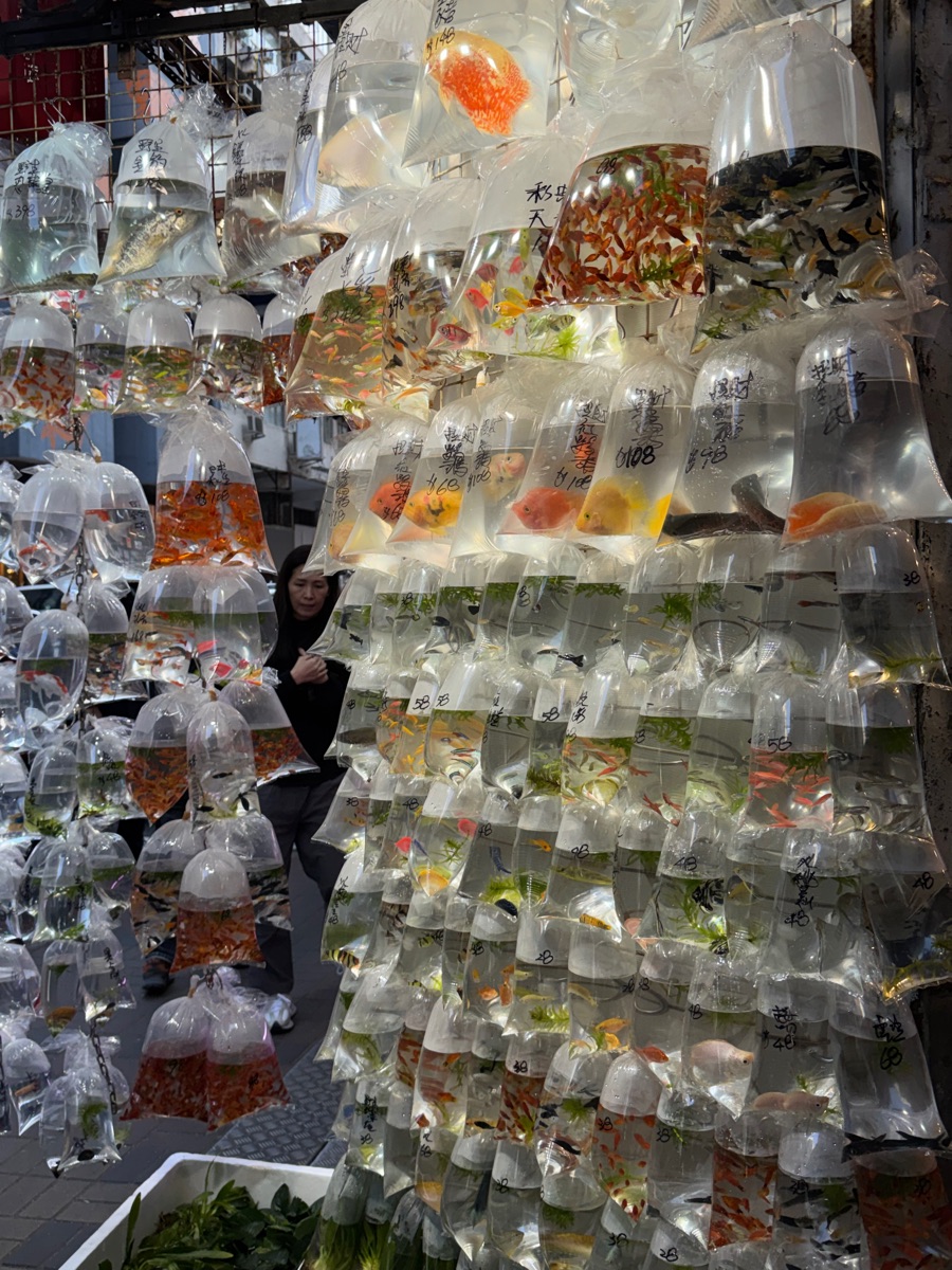 金魚街 | 去趣 chicTrip