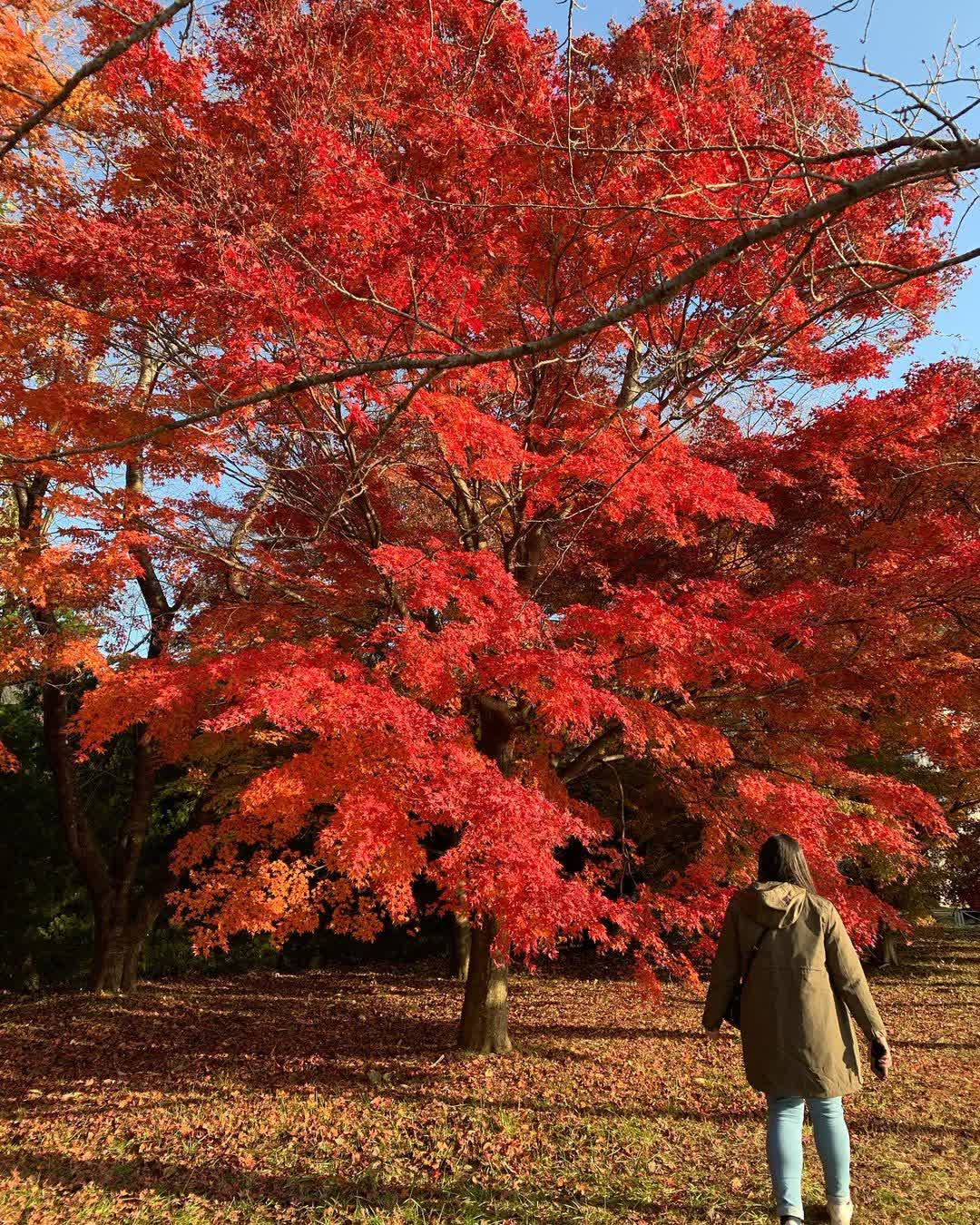 河口湖楓葉迴廊 | 去趣 chicTrip