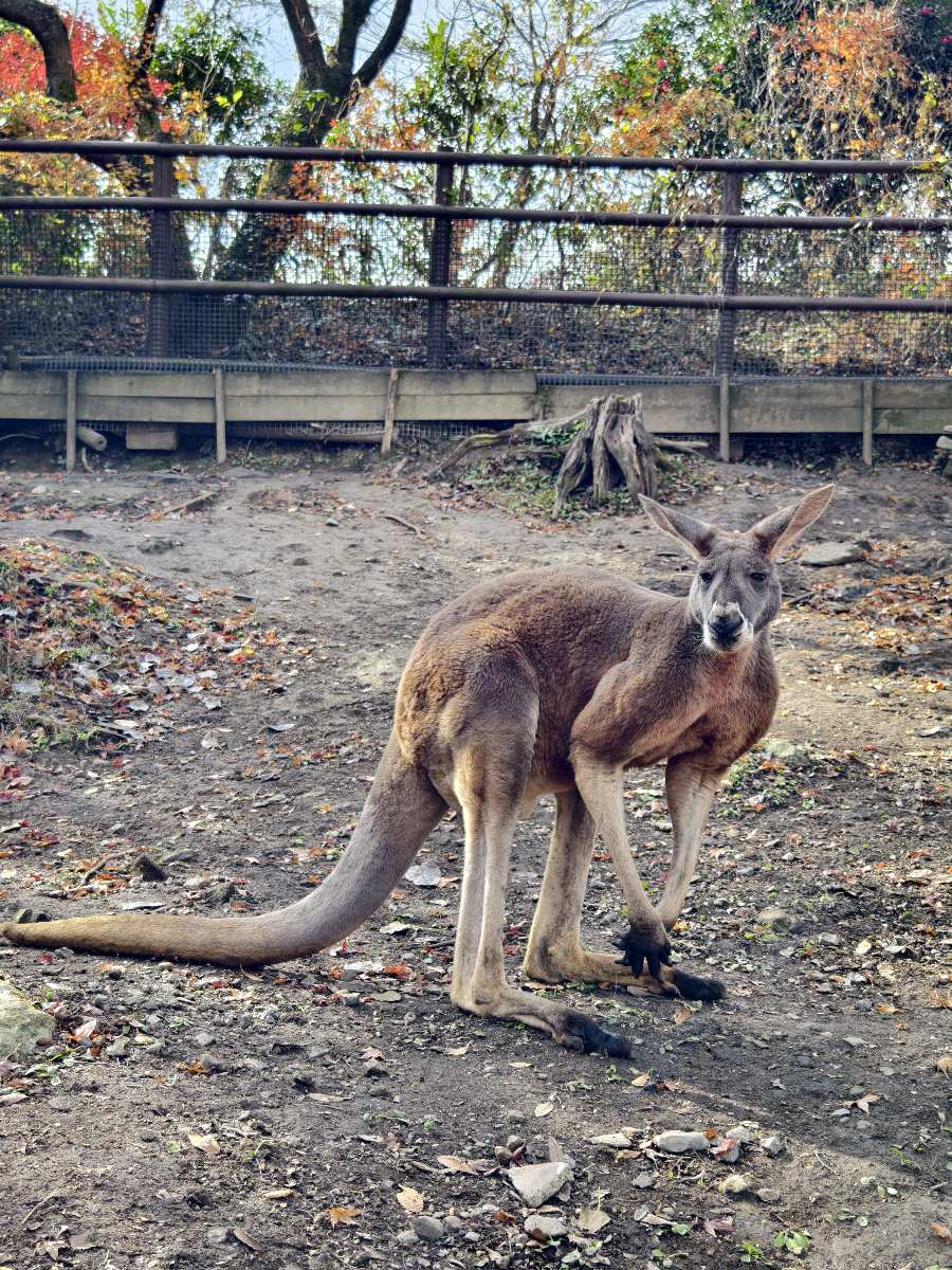 九州自然動物園 | 去趣 chicTrip