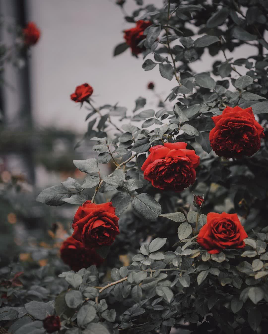 雅聞七里香玫瑰森林 | 去趣 chicTrip