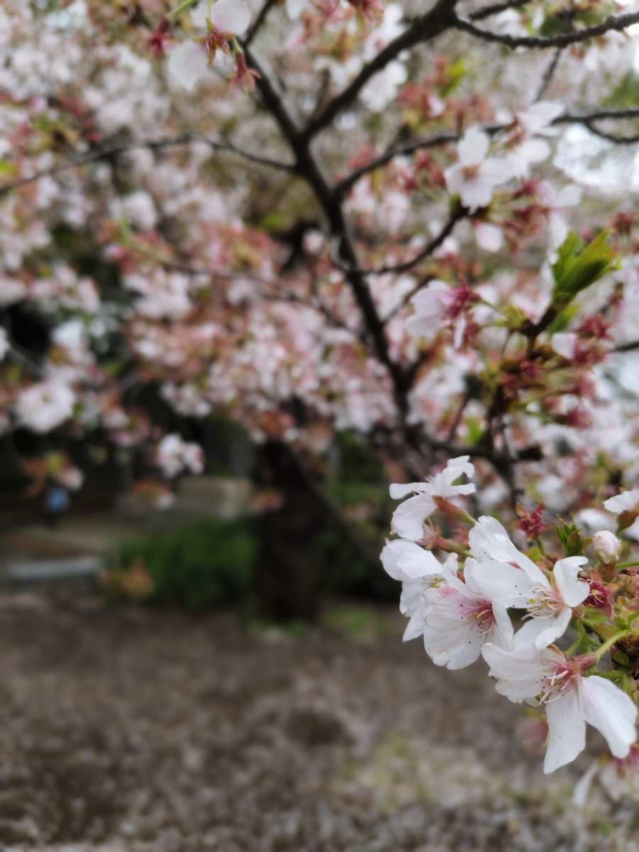 上野恩賜公園 | 去趣 chicTrip