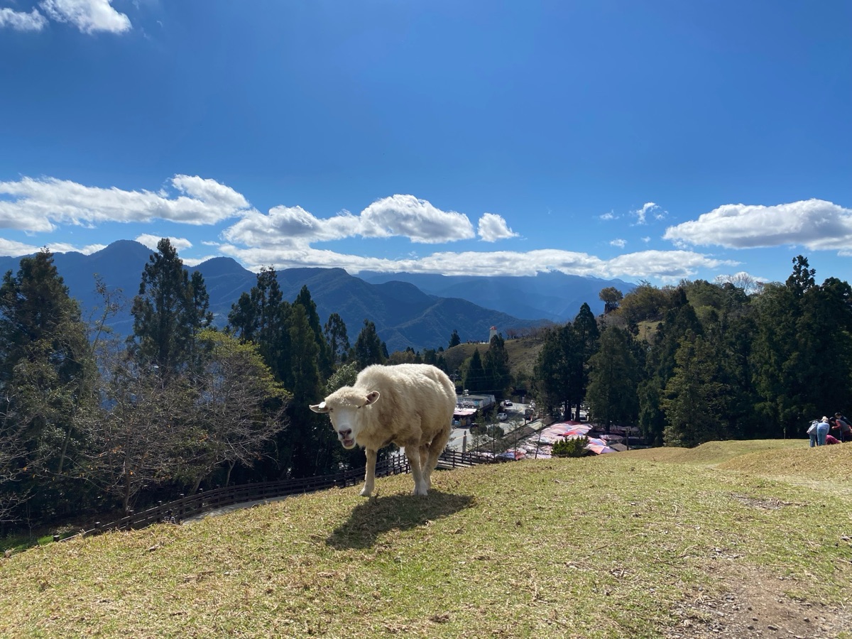 清境農場青青草原 | 去趣 chicTrip