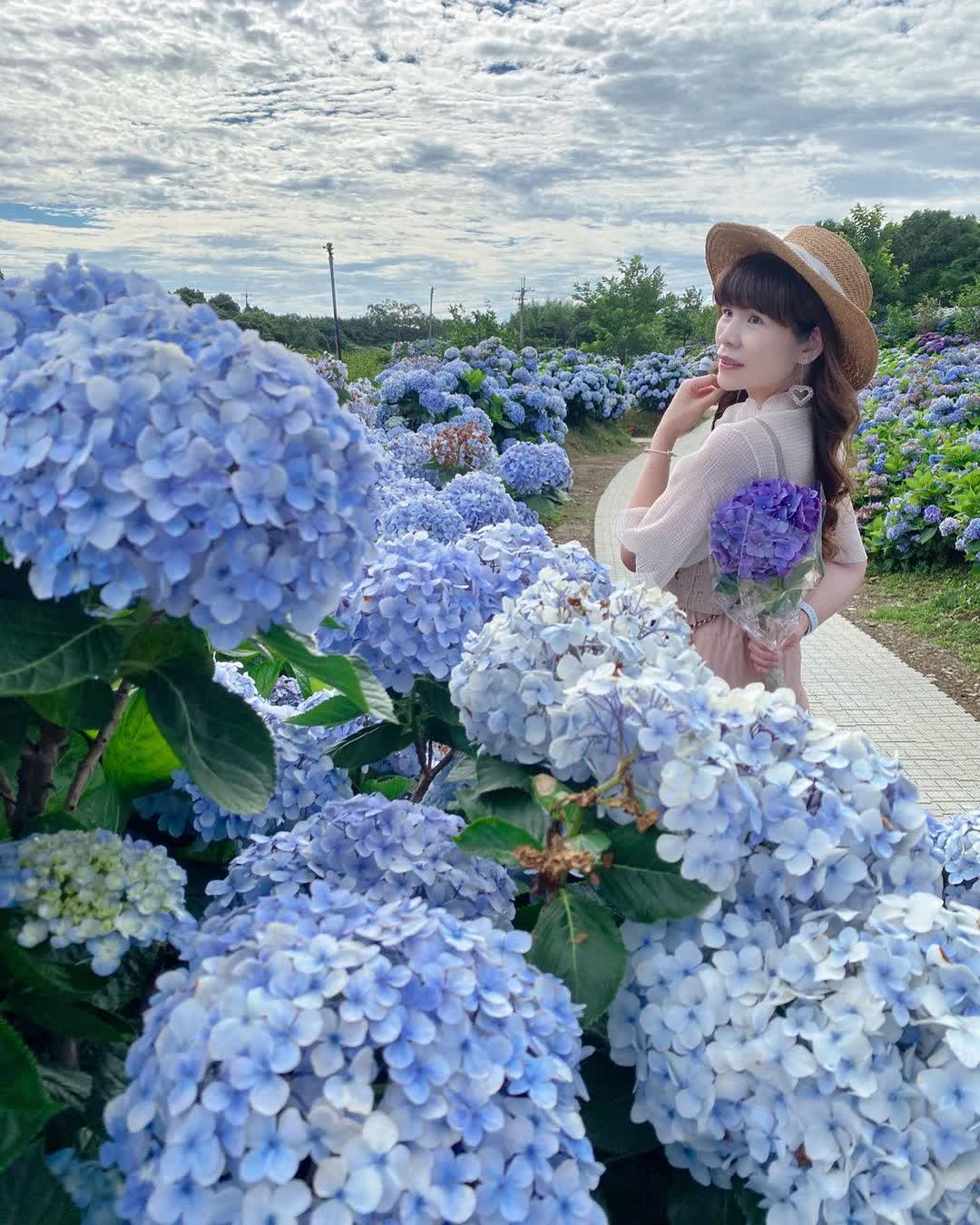 高家繡球花田-萬里第三園區2025年預計4月底開始至7月底 | 去趣 chicTrip